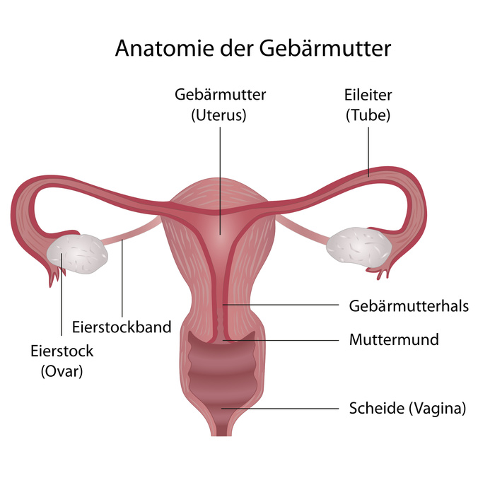 Weibliche Fortpflanzungsorgane zum besseren Verständnis einer Gebärmutterentzündung