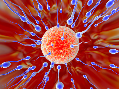 Spermien bewegen sich zur Eizelle